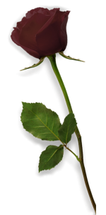 Trauer-Rose